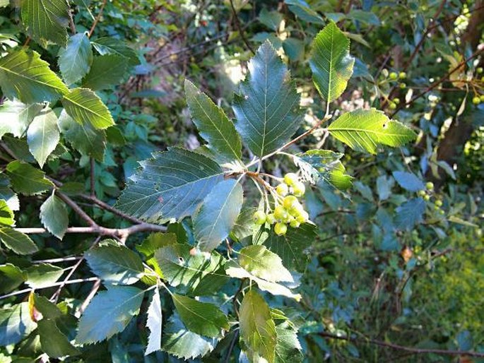 Sorbus alnifrons