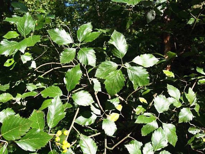 Sorbus alnifrons