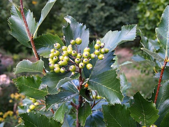 Sorbus alnifrons