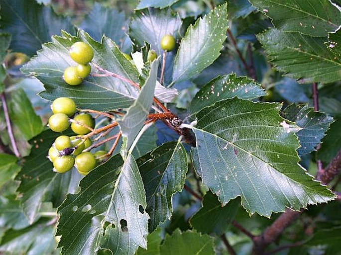 Sorbus alnifrons