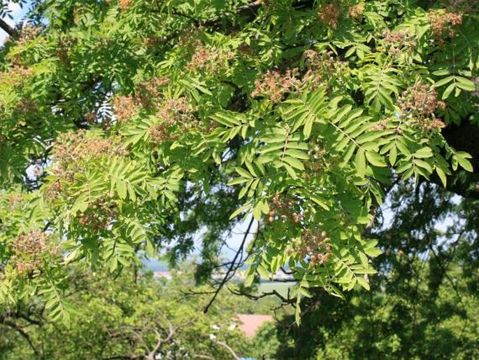 Sorbus domestica