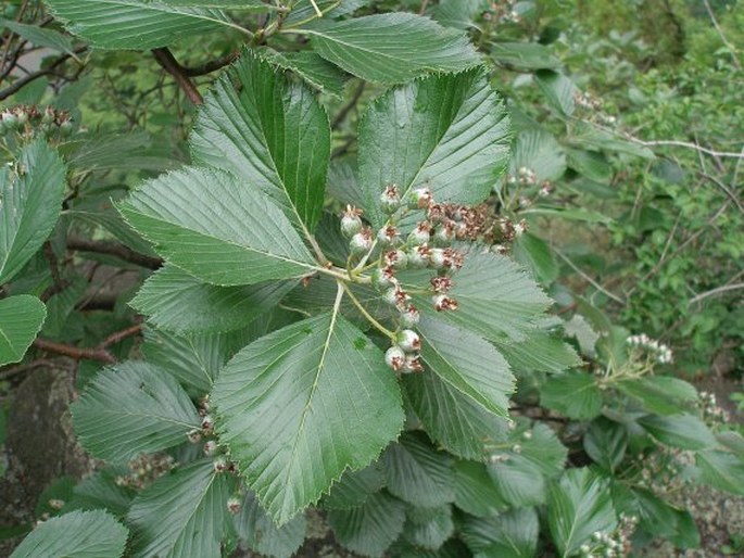 Sorbus thayensis