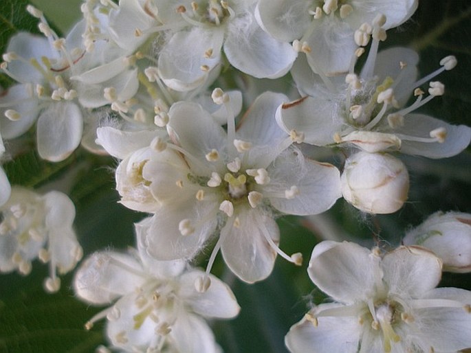 Sorbus thayensis