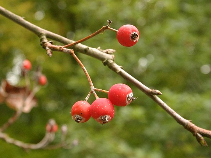 Sorbus thayensis