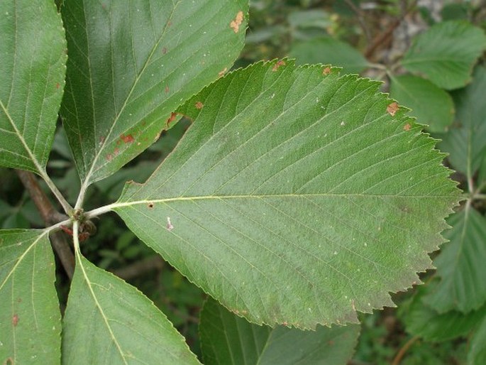 Sorbus thayensis