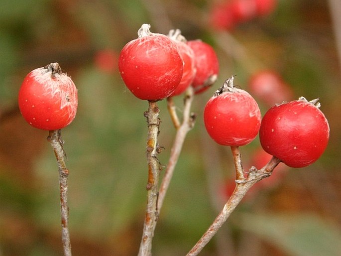 Sorbus thayensis