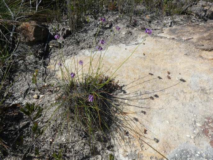 Sowerbaea juncea