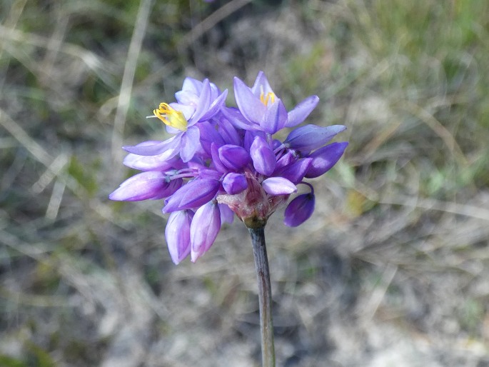 Sowerbaea juncea