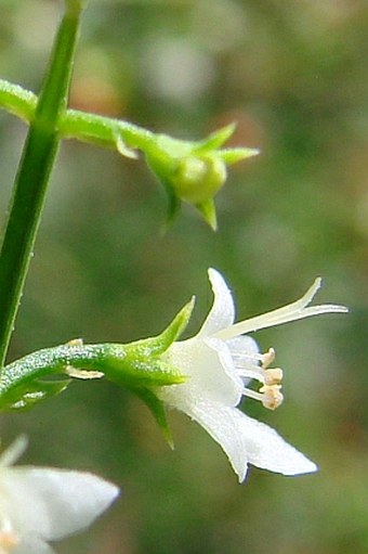 Teucrium junceum