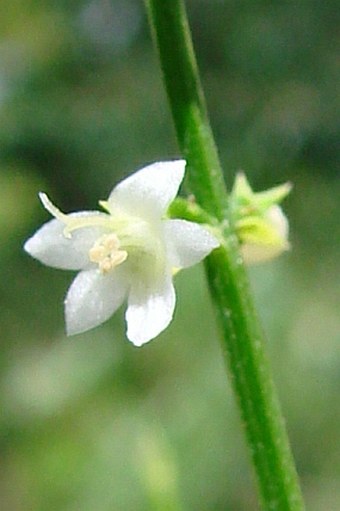 Spartothamnella juncea