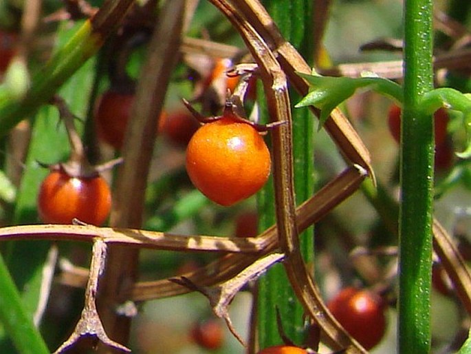 Teucrium junceum