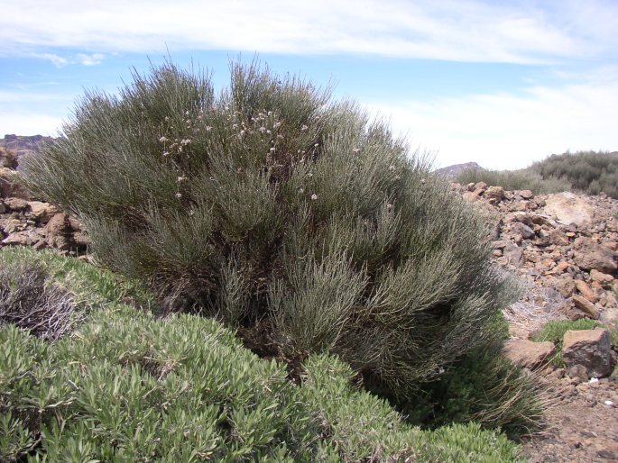 Spartocytisus supranubius