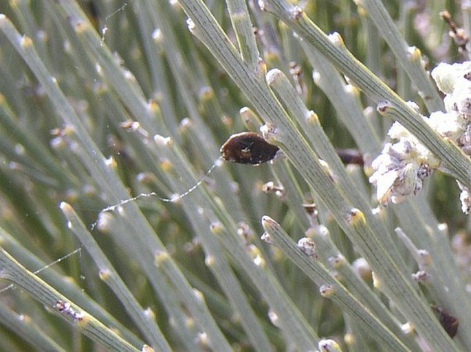 Spartocytisus supranubius