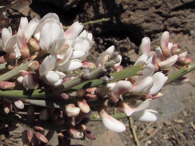 Spartocytisus supranubius