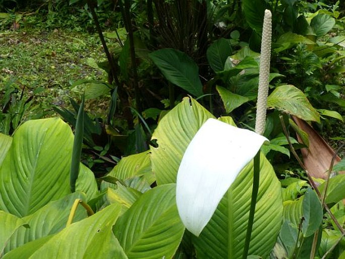 Spathiphyllum cannifolium