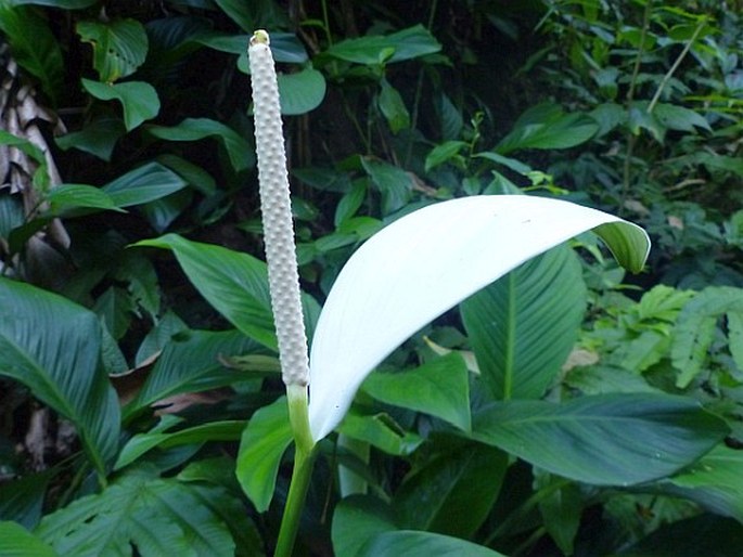 Spathiphyllum cannifolium