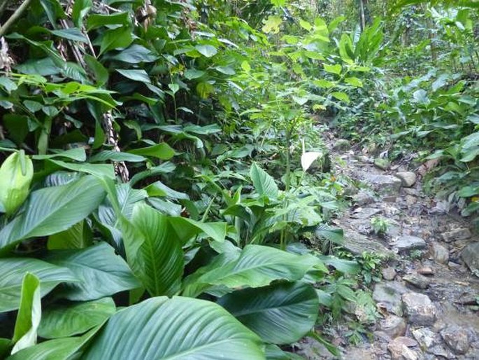 Spathiphyllum cannifolium