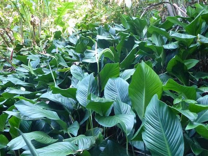 Spathiphyllum cannifolium