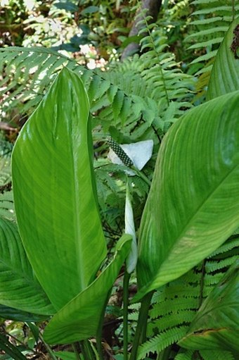 Spathiphyllum commutatum