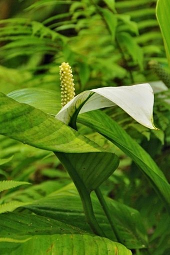 Spathiphyllum commutatum