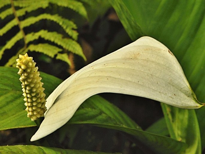 Spathiphyllum commutatum