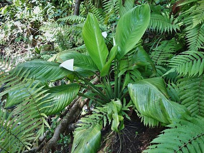 Spathiphyllum commutatum