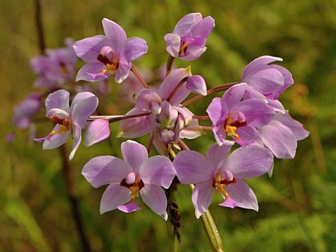 Spathoglottis carolinensis