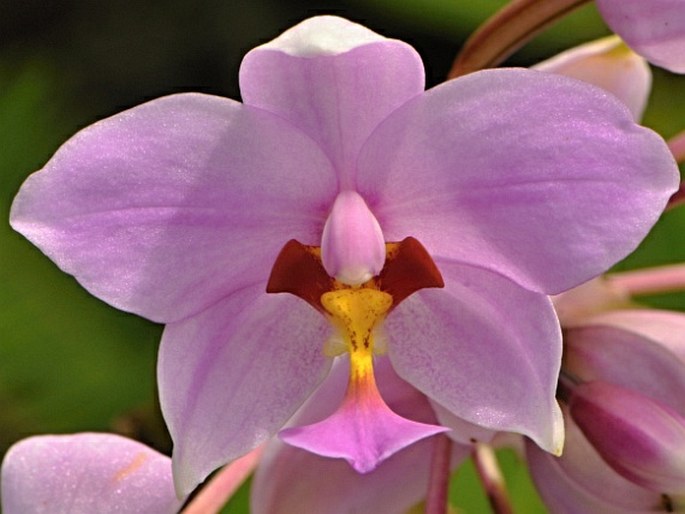 Spathoglottis carolinensis