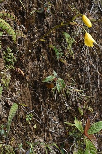 Spathoglottis chrysantha