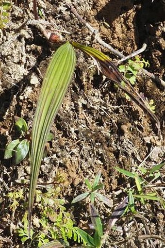 Spathoglottis chrysantha