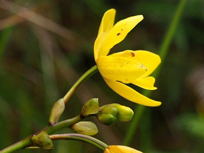 Spathoglottis chrysantha