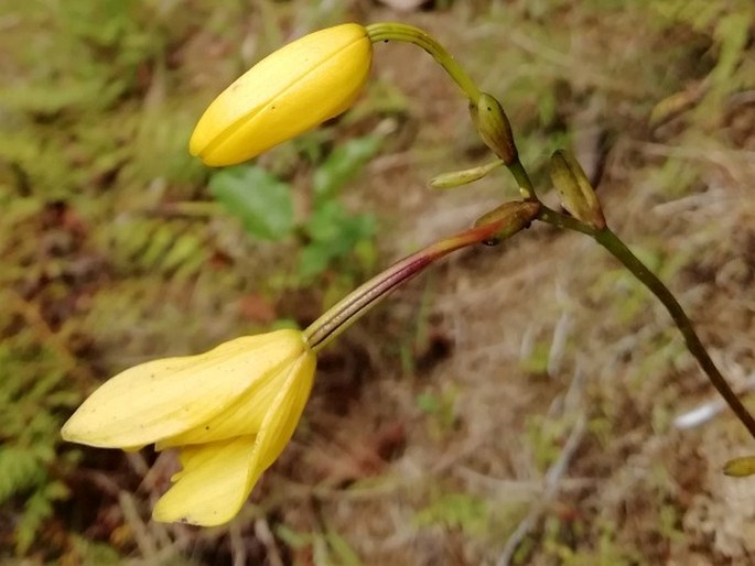 Spathoglottis chrysantha