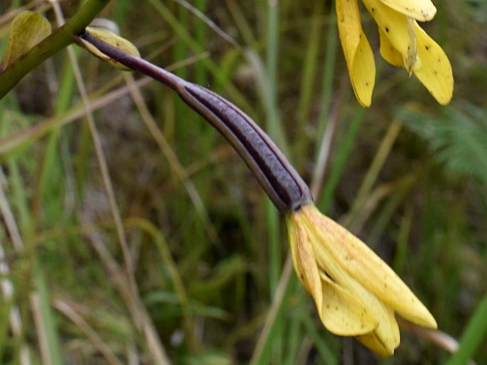 Spathoglottis chrysantha