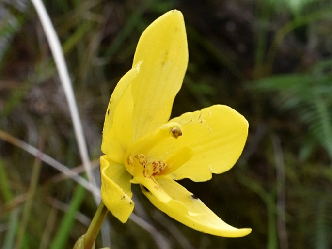 SPATHOGLOTTIS CHRYSANTHA Ames