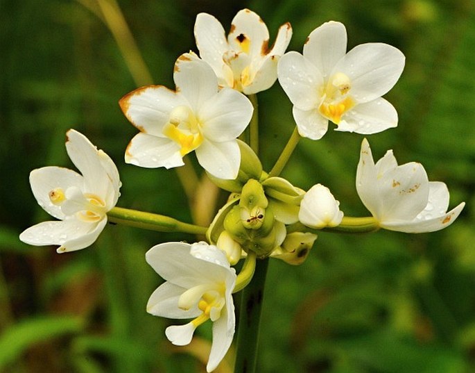 Spathoglottis micronesiaca