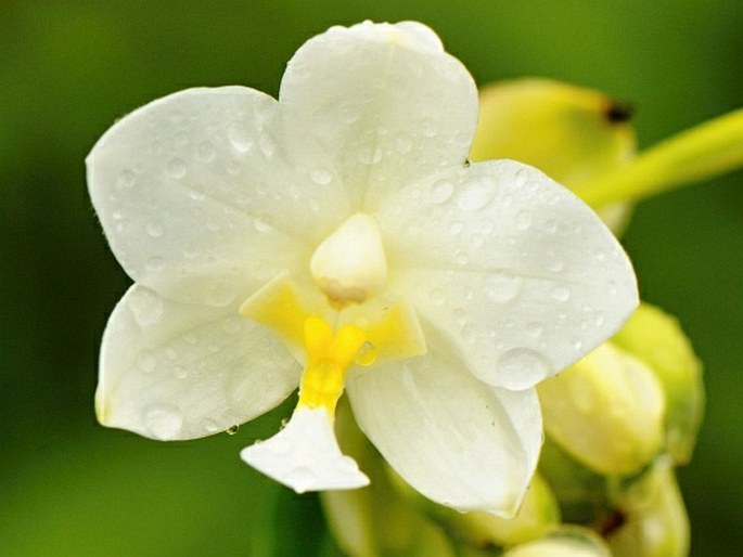 Spathoglottis micronesiaca