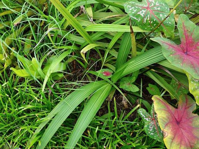 Spathoglottis micronesiaca