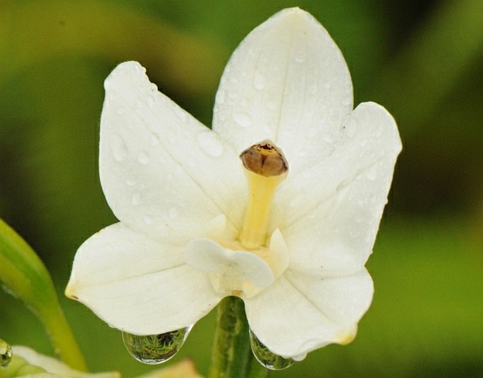 Spathoglottis micronesiaca