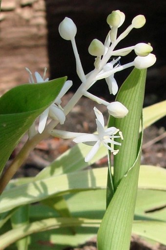 Speirantha gardenii