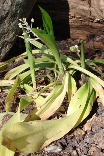 Speirantha gardenii