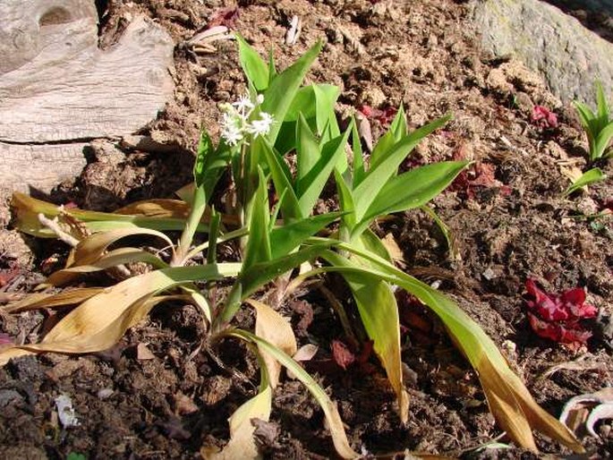 Speirantha gardenii