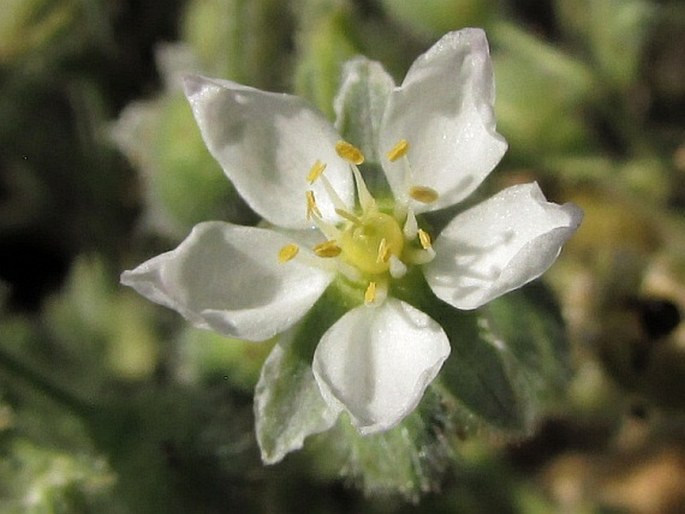 Spergularia azorica