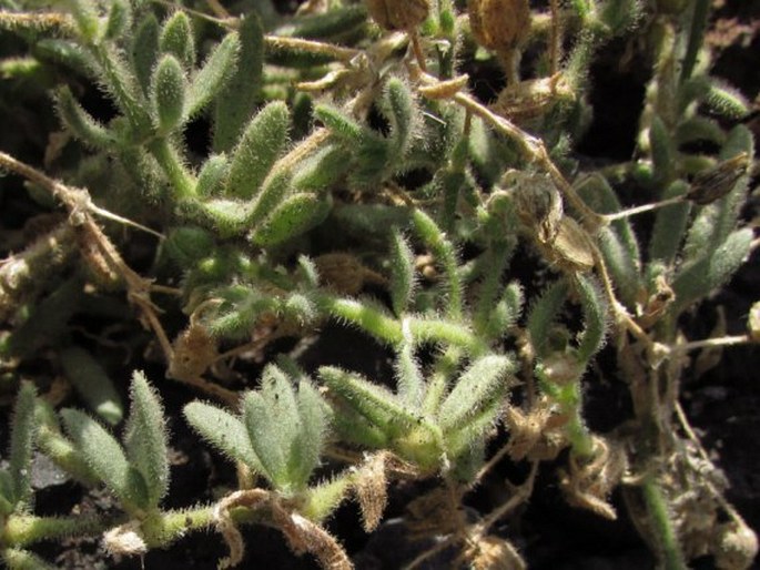 Spergularia azorica