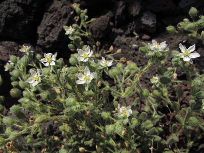 Spergularia azorica