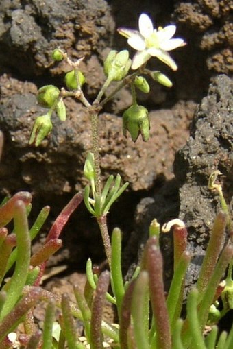 Spergula fallax