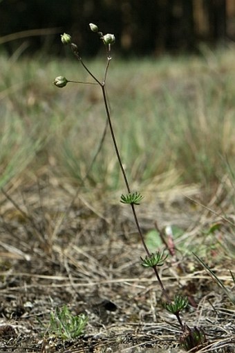 Spergula pentandra