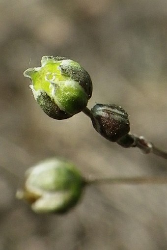 Spergula pentandra