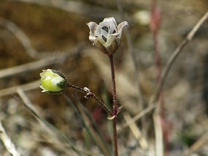 Spergula pentandra