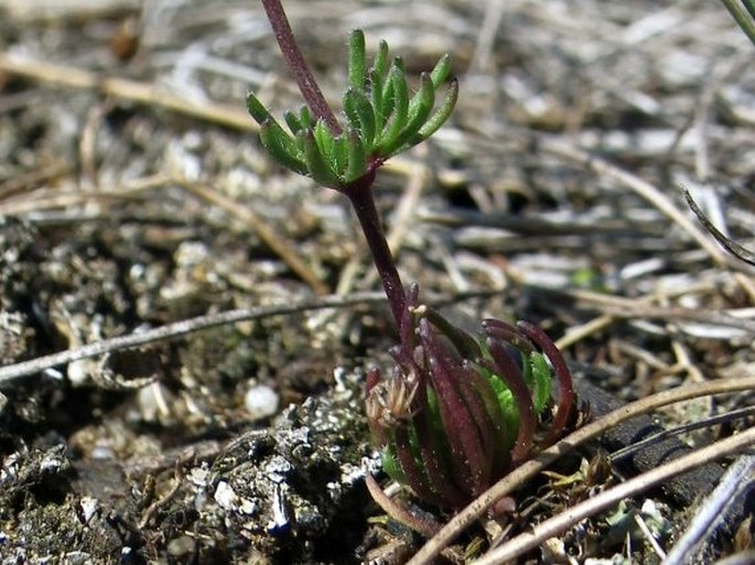 Spergula pentandra