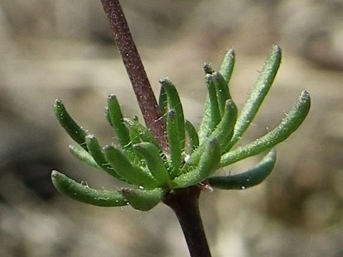 Spergula pentandra